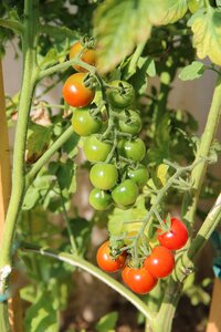 Red fruit vegetables tomato