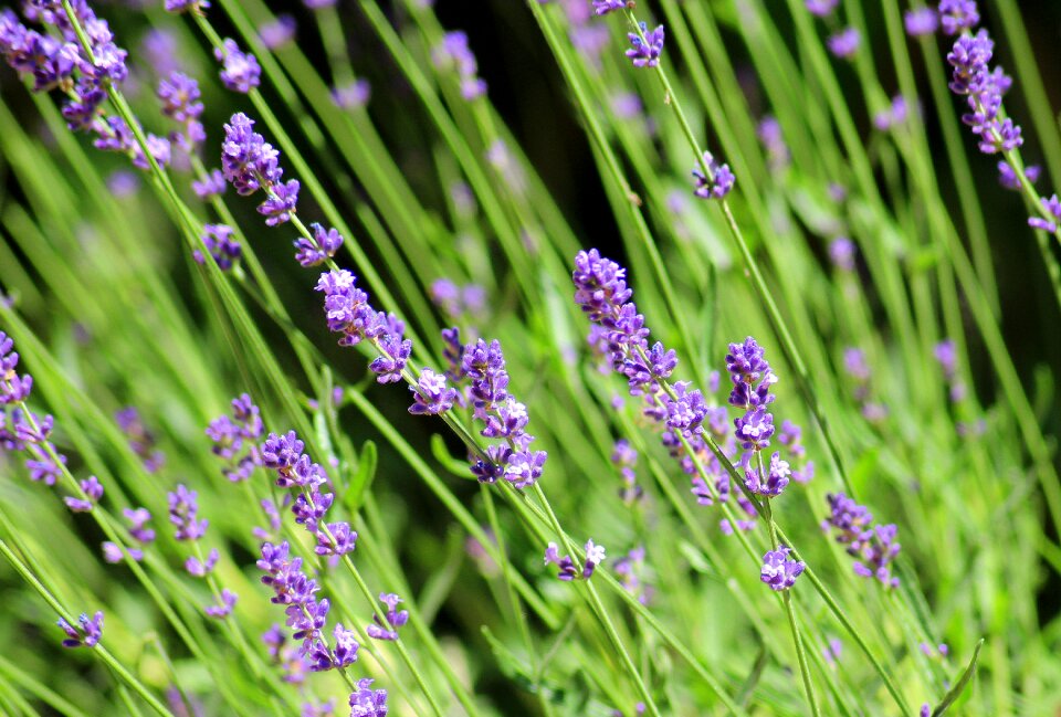 Ornamental plants violet nature