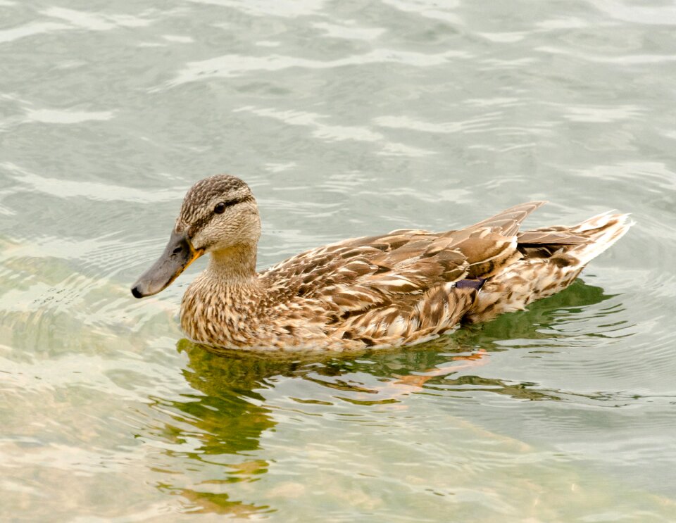Lake duck bird animal