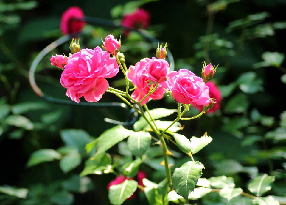 Rosebush flowering ornamental plants