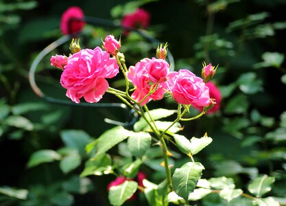 Rosebush flowering ornamental plants photo