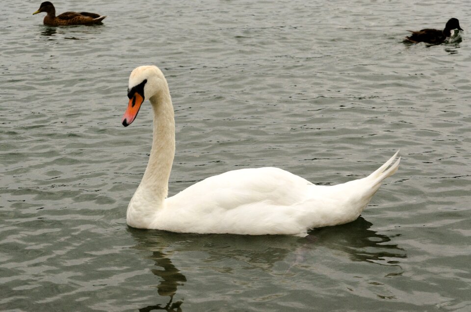 Lake swan duck bird