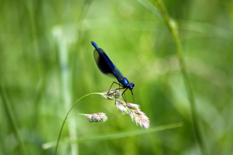 Nature wing green photo