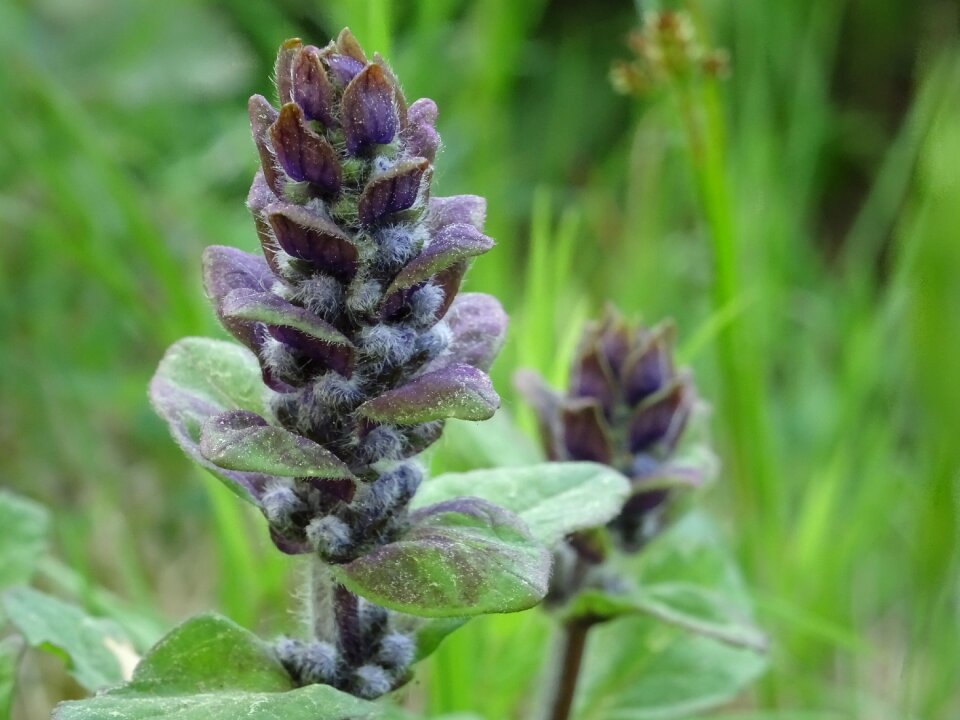 Small plant nature purple