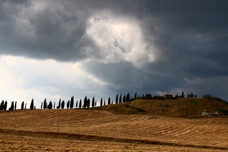 Summer cypress mood photo