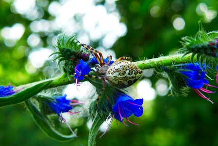 Arachnids invertebrates insect