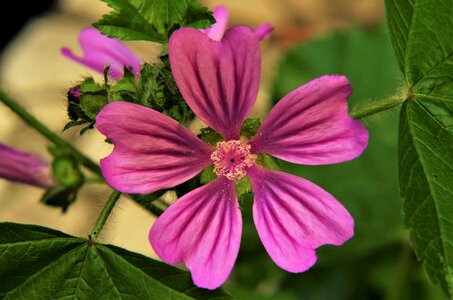 Flower mottled mauve flower of mallow