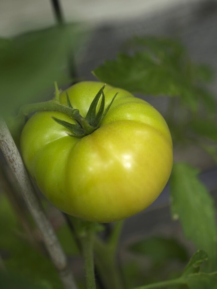 Fruit fresh food ripening