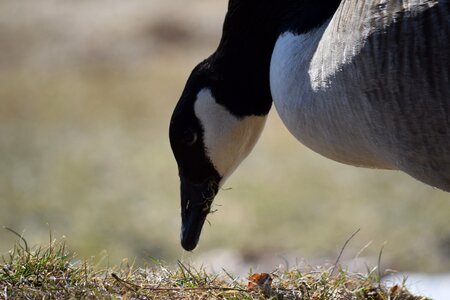 Nature birds animals photo