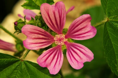 Flower mottled mauve flower of mallow