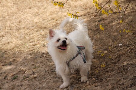 User-music photography white dog