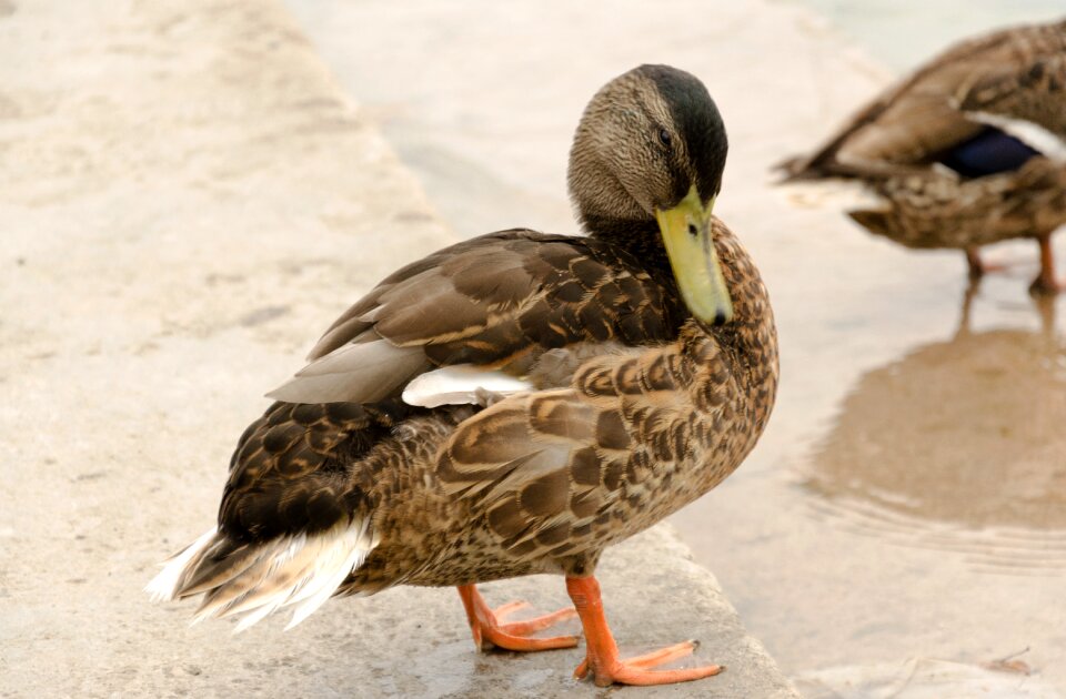 Lake duck bird animal