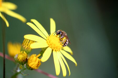 Nature bees pollen