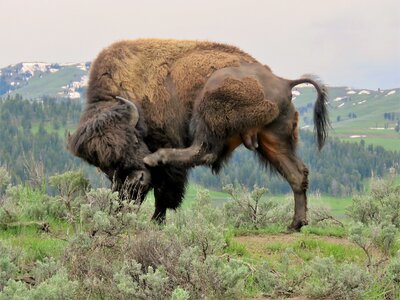 Buffalo wyoming yellowstone