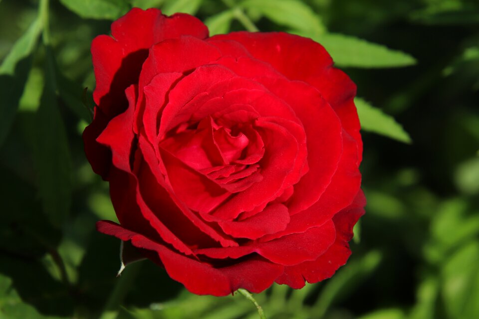 Nature plant petal