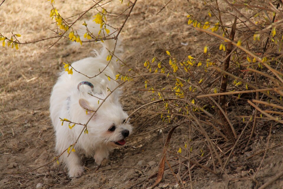 User-music photography white dog