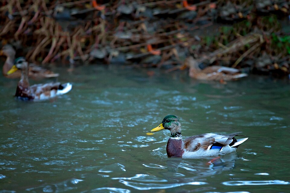 Drake water landscape