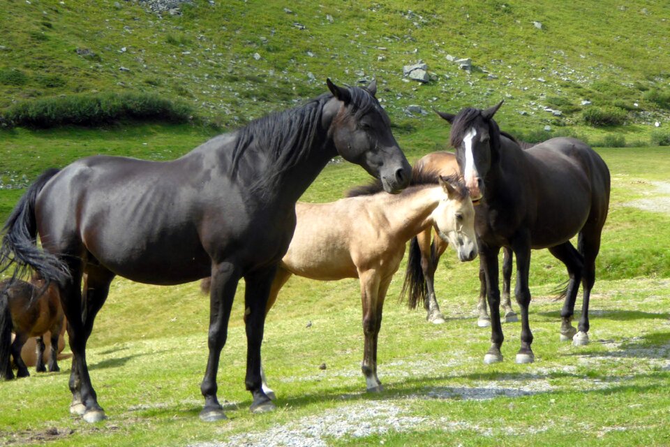 Graze mare horse photo