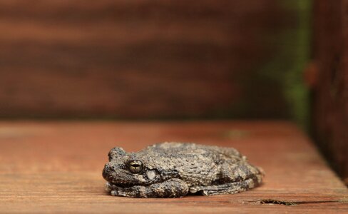 Nature toad wildlife