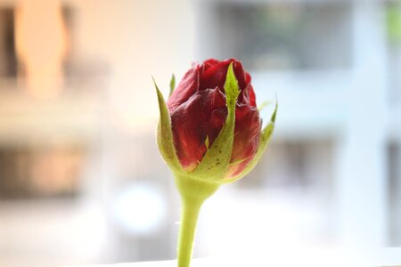 Nature red rose