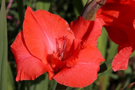 Plant blossom bloom