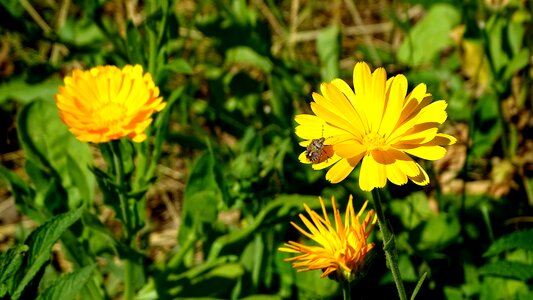 Meadow field flowers