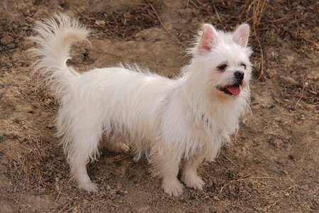 User-music photography white dog