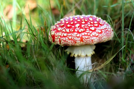 Mushrooms forest nature
