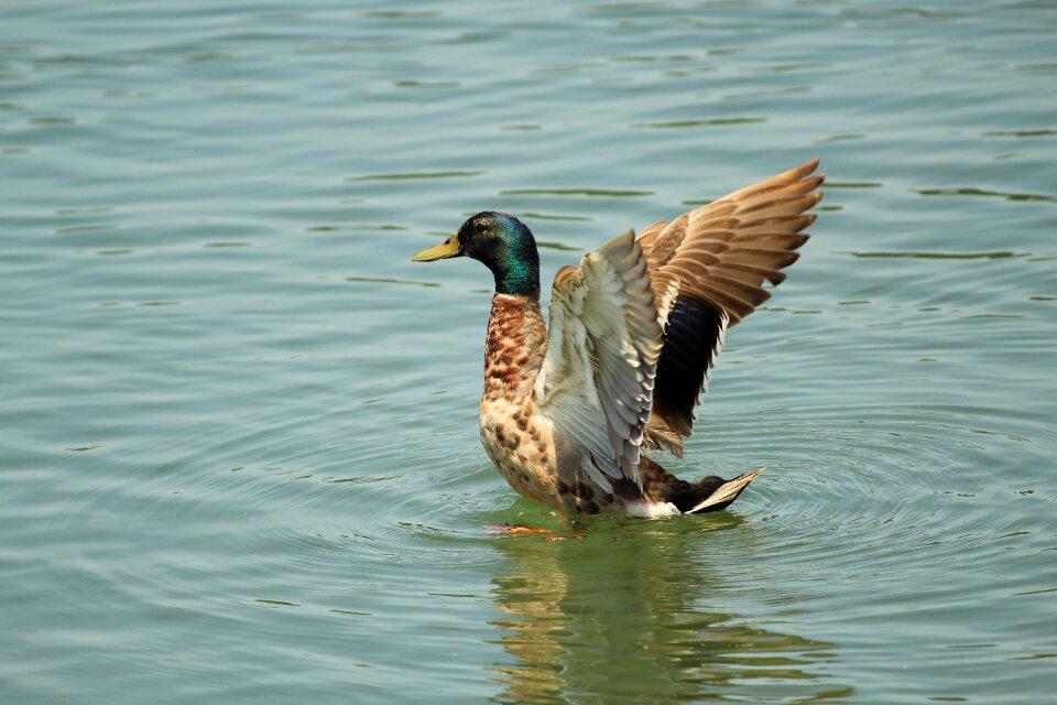 Wings waterfowl feather