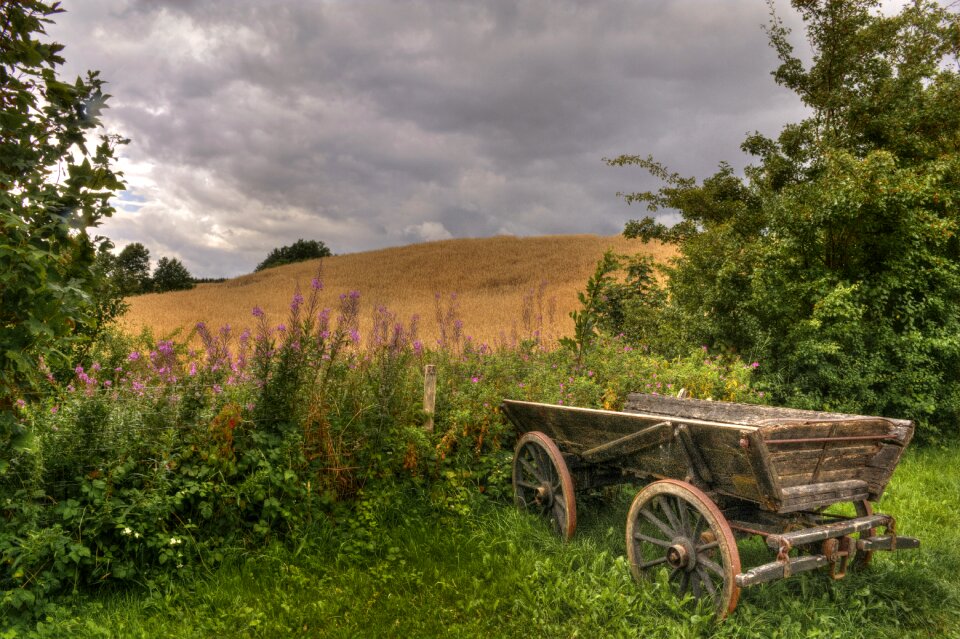 Clouds corn field golden