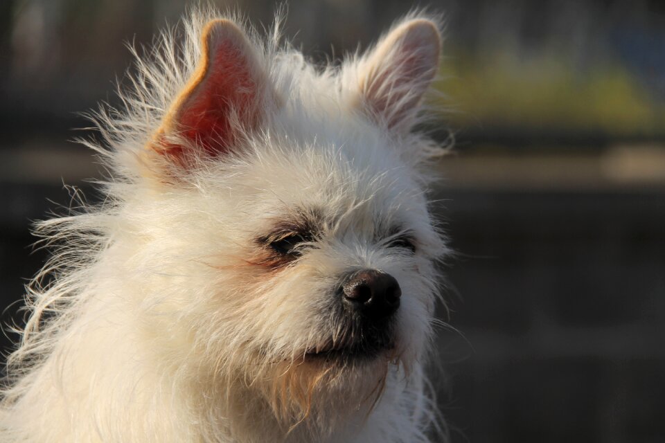 User-music photography white dog
