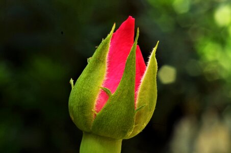 Rosa rose rosebud