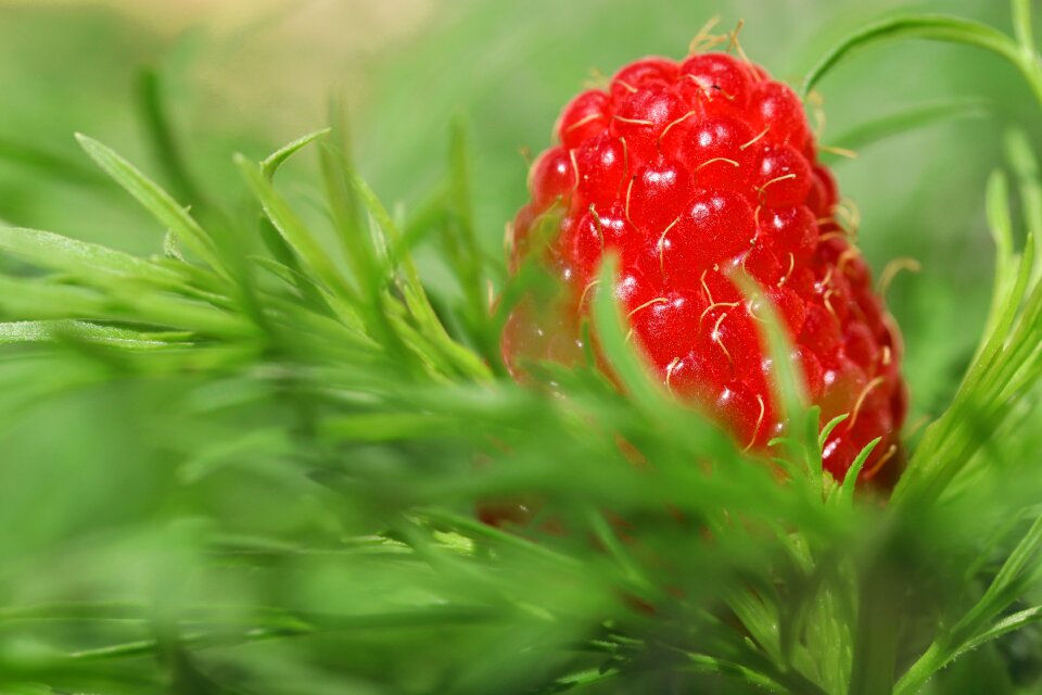 Red berry close up photo