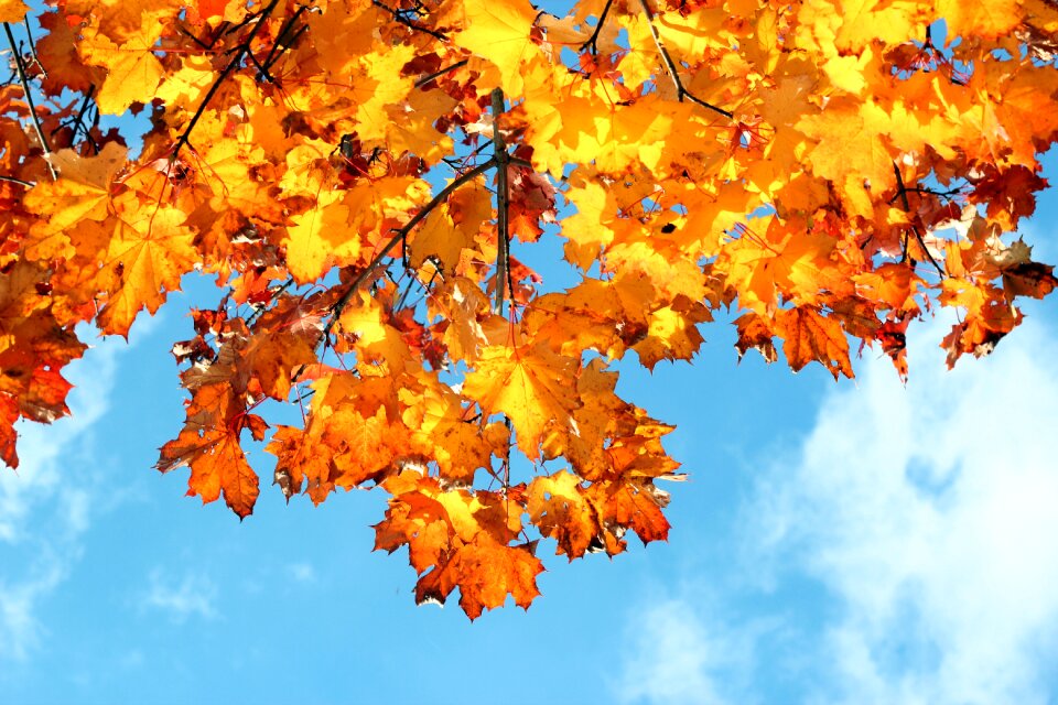 Foliage color colorful