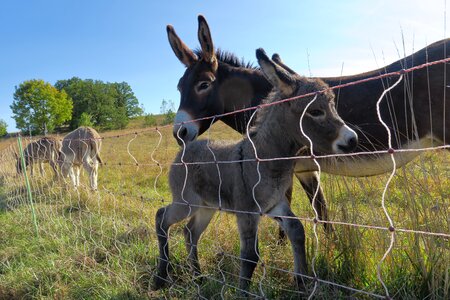 Donkey foal ears pasture