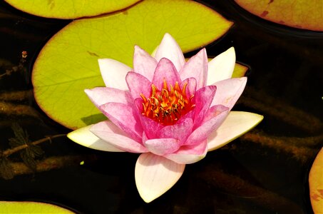 Flower water rosa water lily