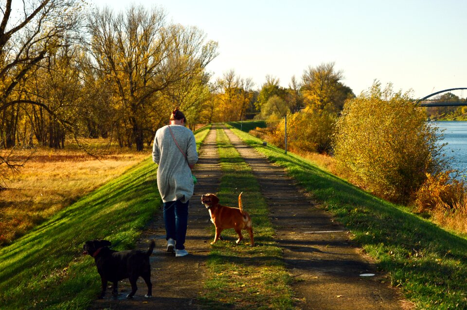 Woman dogs landscape