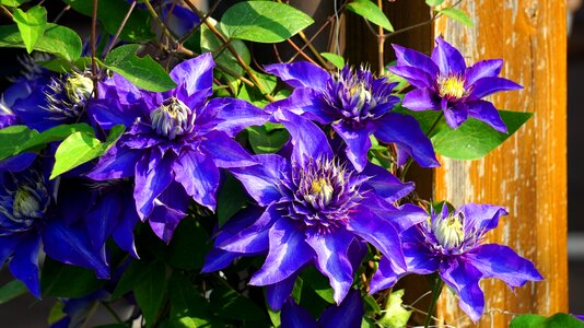 Clematis blue flower