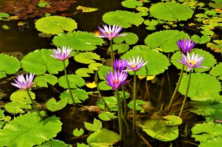 Water flowers violet water lilies purple