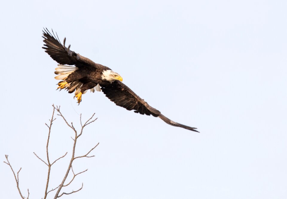 Raptor wings predator