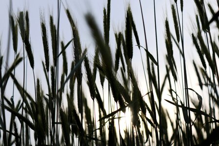 Backlighting field agriculture