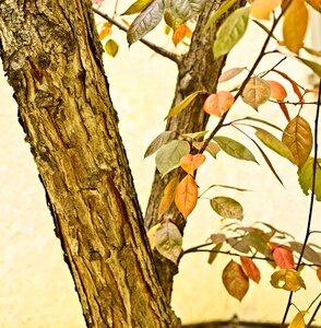 Branch autumn leaves photo
