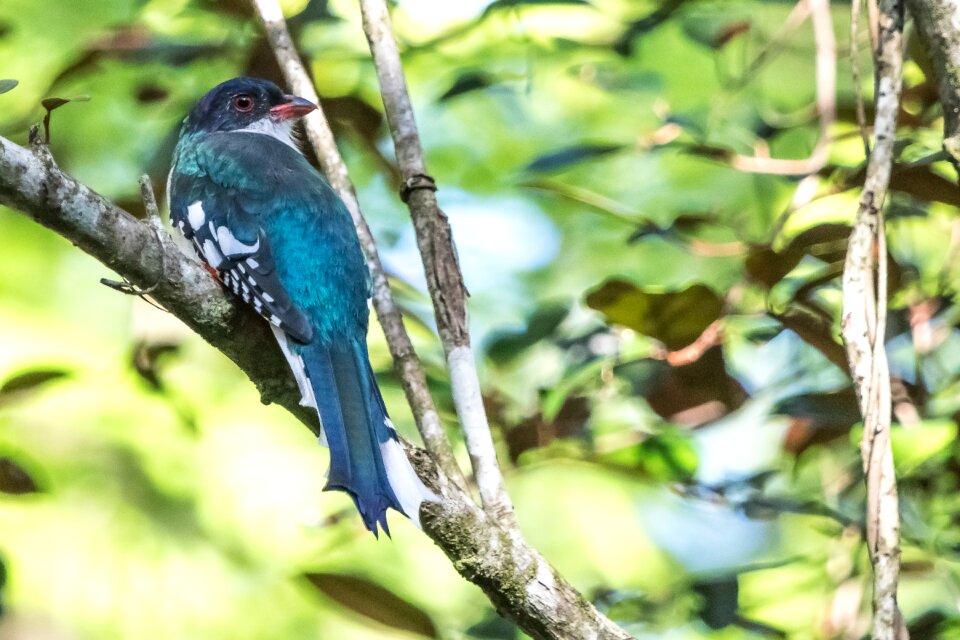 Bird tocororo endemic