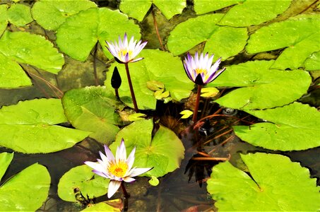 Waterlilies water flowers water lilies white photo