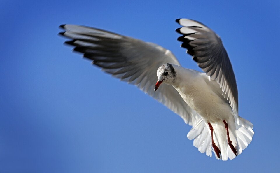 Water bird close up animal