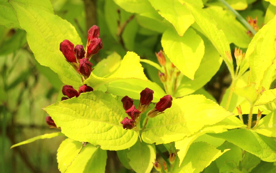 Spring may ornamental plants