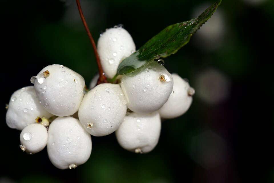 Knallerbse berry white
