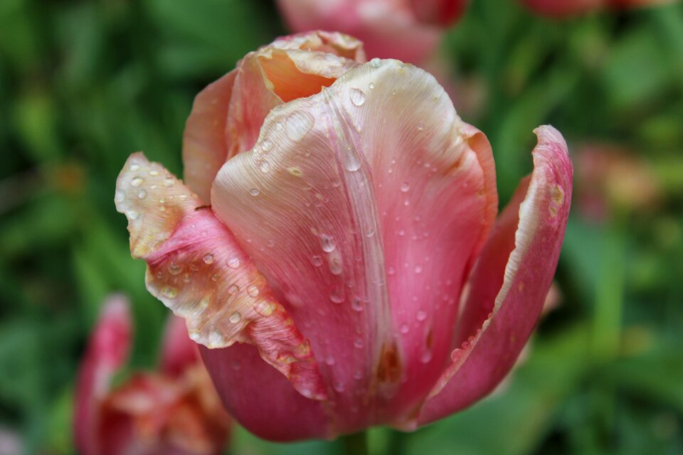 Park keukenhof tulip