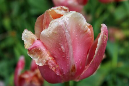 Park keukenhof tulip
