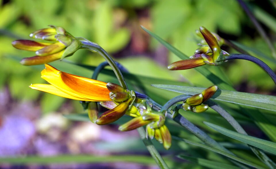 Yellow nature blossom